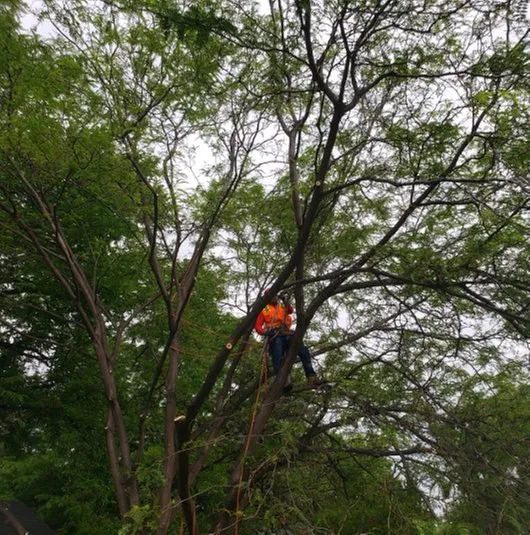 Affordable landscaping services in Evans, CO - Newell Bros Tree & Landscaping Service