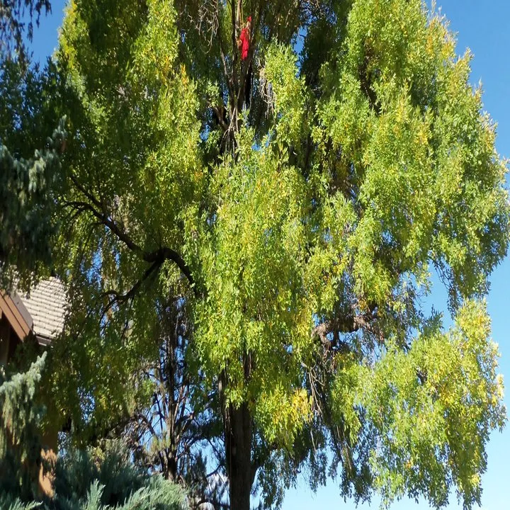 Local lawn mowing service for residential properties across Evans, CO - Newell Bros Tree & Landscaping Service