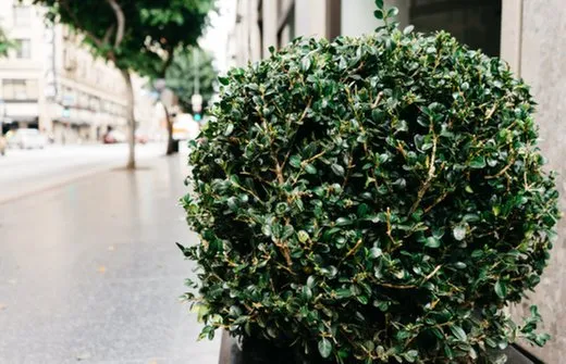 Expert lawn mowing service for residential properties across Evans, CO - Newell Bros Tree & Landscaping Service