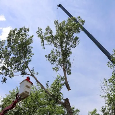 Newell Bros Tree & Landscaping Service