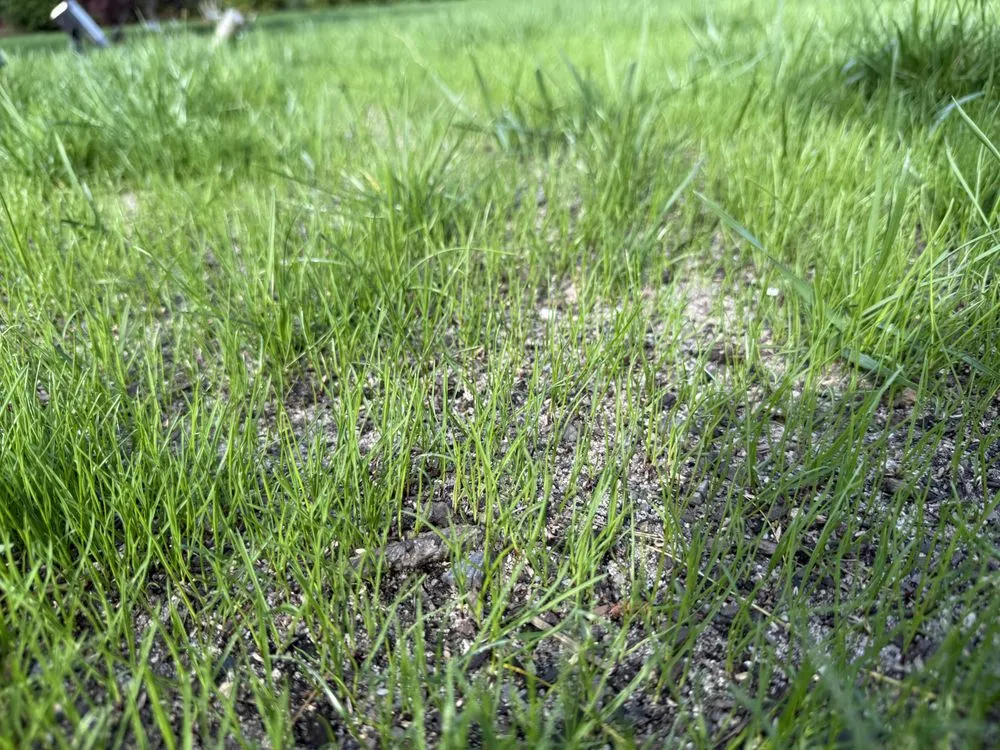 Local landscaping services for homes across Yarmouth, MA - Newgrass Landscaping