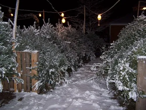 Local landscape design experts serving Hancock, ME - NewLand Nursery & Landscaping