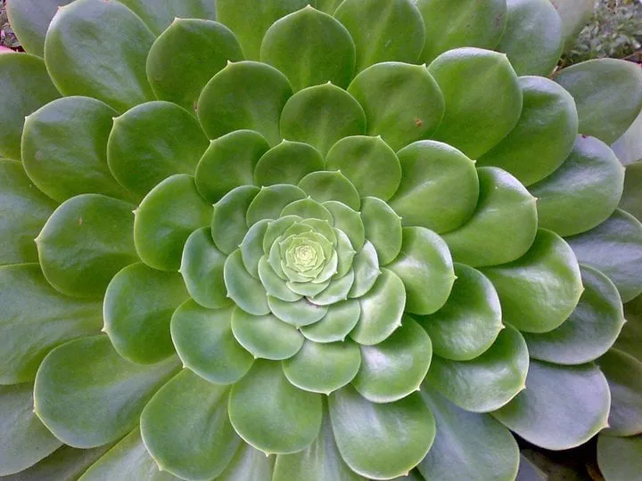 Affordable garden landscaping in Pacifica, CA - Newman Landscapes