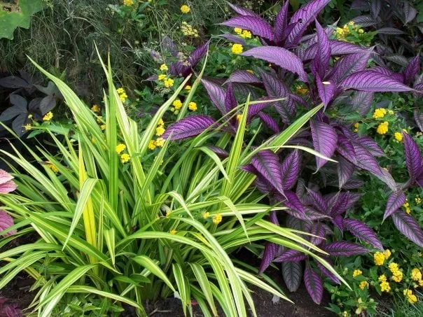 Trusted landscape design in Pacifica, CA by Newman Landscapes