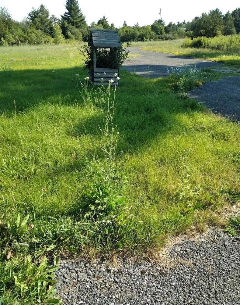 Affordable lawn care service near you in Seattle, WA by Newport Lawn Care