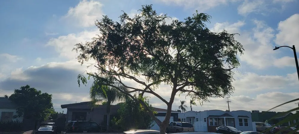 Top-rated yard cleanup service in Costa Mesa, CA by Newport Sprinkler Repair