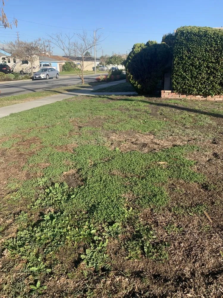 Professional residential landscaping in Costa Mesa, CA by Newport Sprinkler Repair