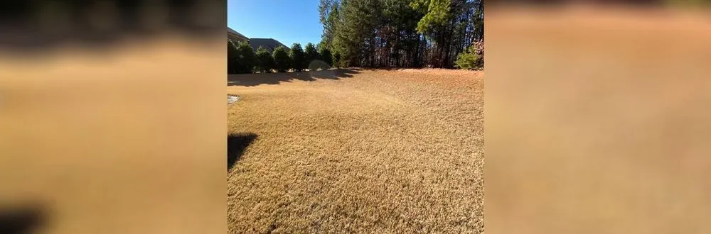 Custom yard maintenance experts serving Duluth, GA - NewPro Landscapes