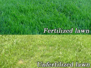 Custom lawn care service in Lubbock, TX - Newsom Weed and Pest Control