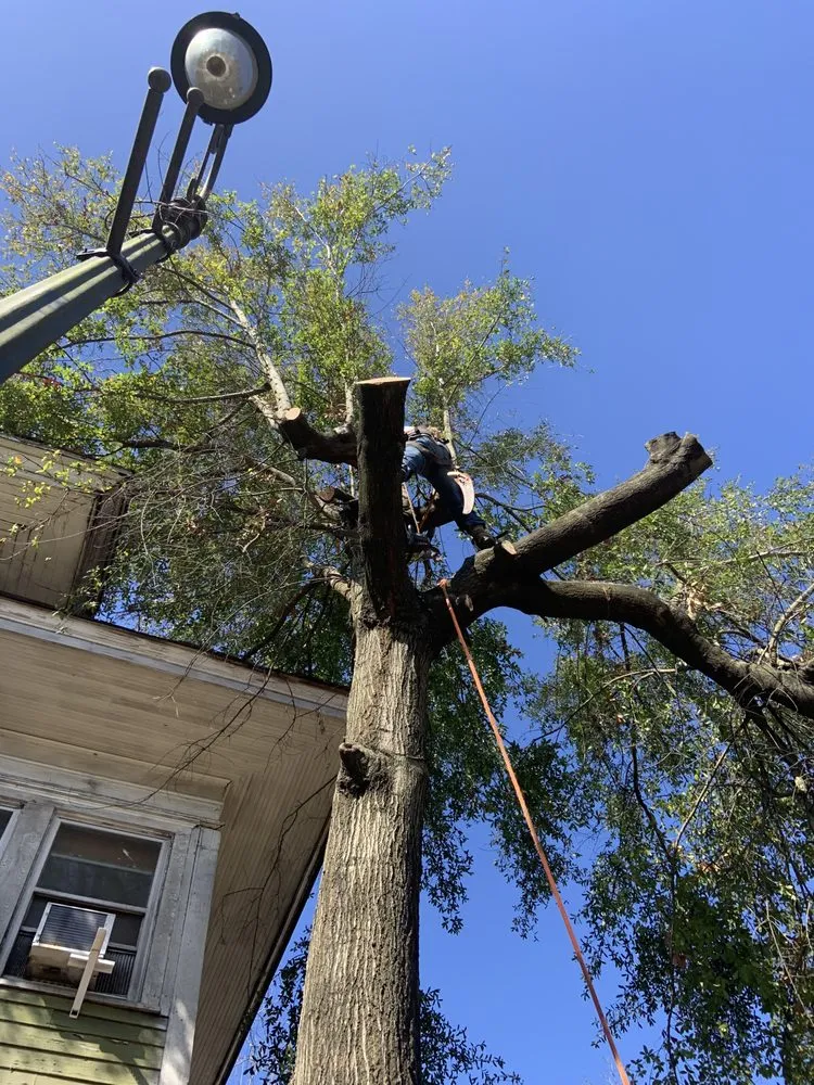 Reliable landscape design in Swainsboro, GA by Newsomes Contracting