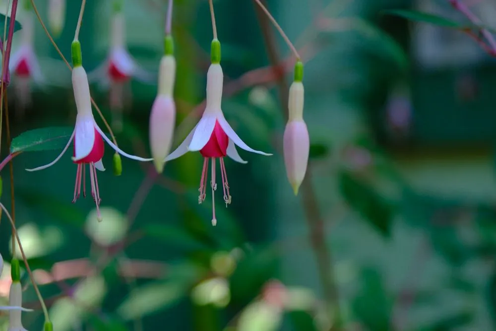 Professional yard cleanup service for homes in Santa Cruz, CA by Newt Gardens