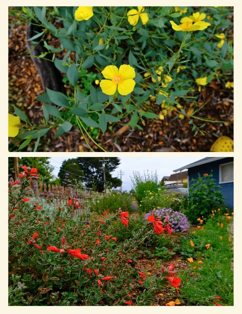 Reliable lawn care service in Santa Cruz, CA - Newt Gardens