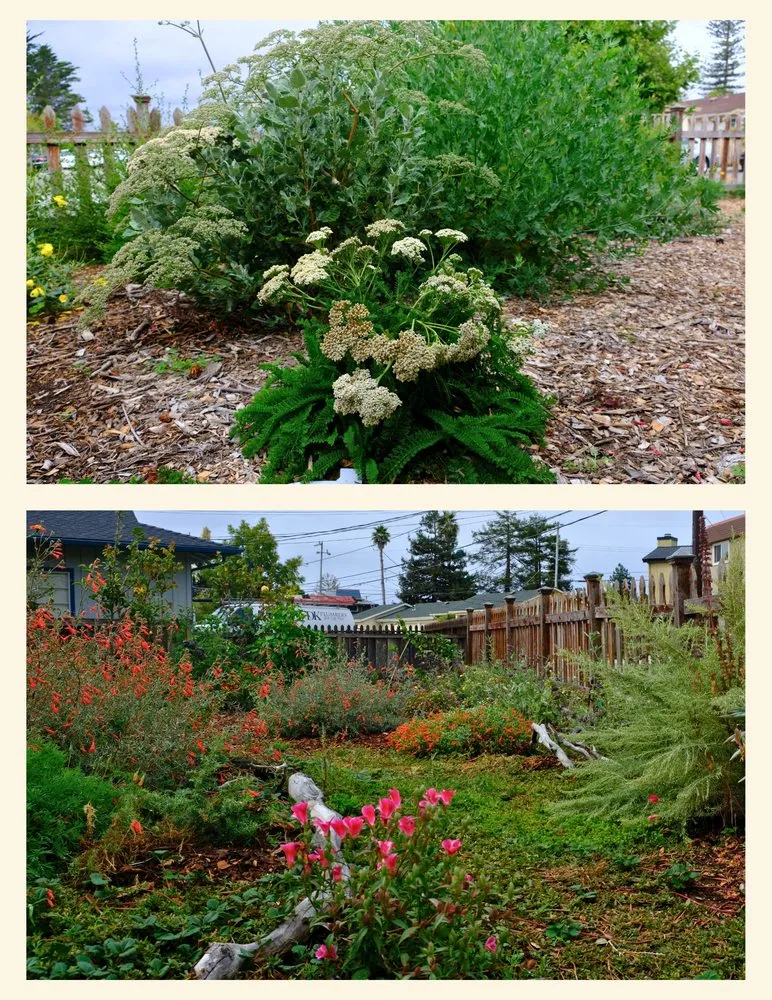 Top-rated garden landscaping in Santa Cruz, CA - Newt Gardens