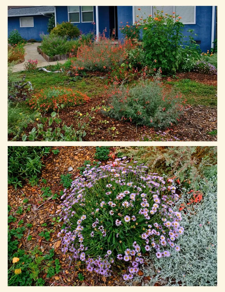 Custom garden landscaping in Santa Cruz, CA - Newt Gardens