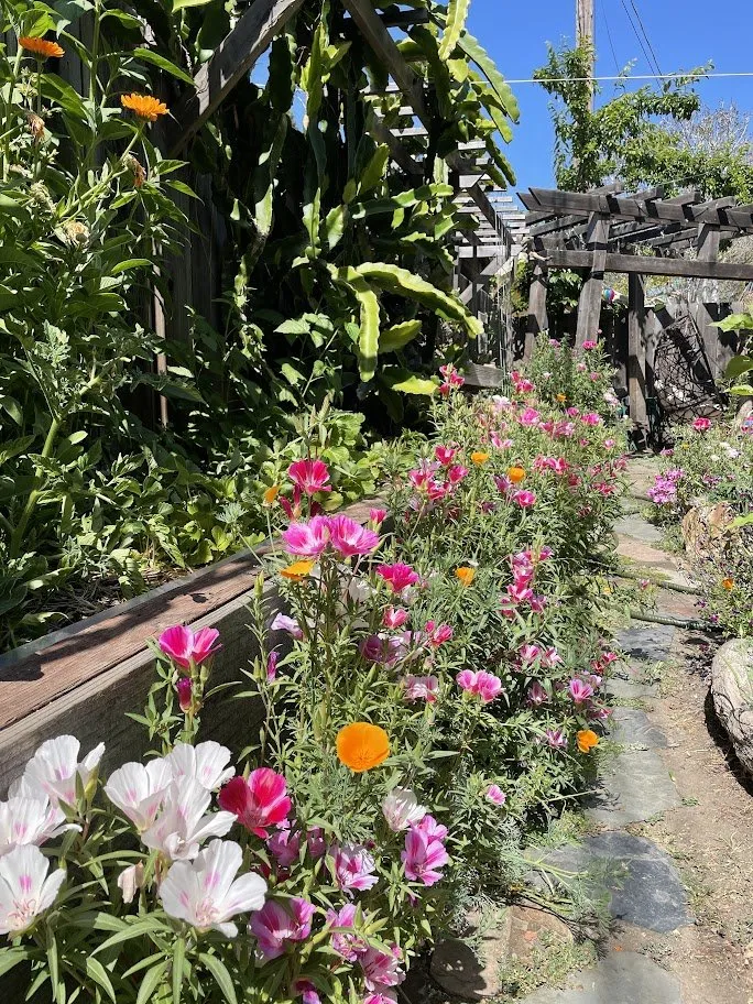 Expert lawn mowing service for homes in Santa Cruz, CA by Newt Gardens