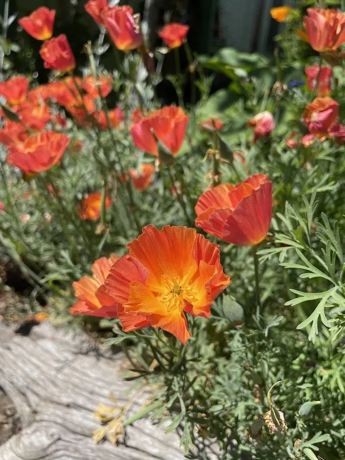 Affordable garden landscaping with custom design in Santa Cruz, CA by Newt Gardens