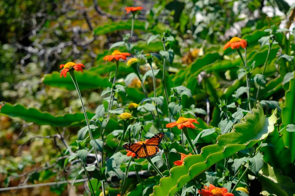 Local landscape installation for residential properties in Santa Cruz, CA by Newt Gardens
