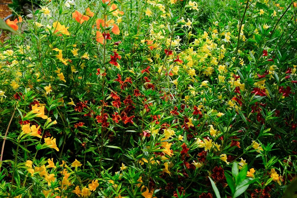 Local landscaping services experts serving Santa Cruz, CA - Newt Gardens