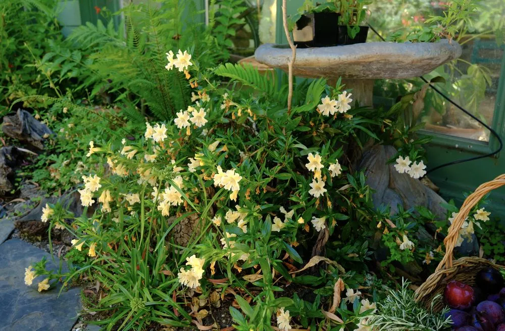 Reliable garden landscaping in Santa Cruz, CA by Newt Gardens