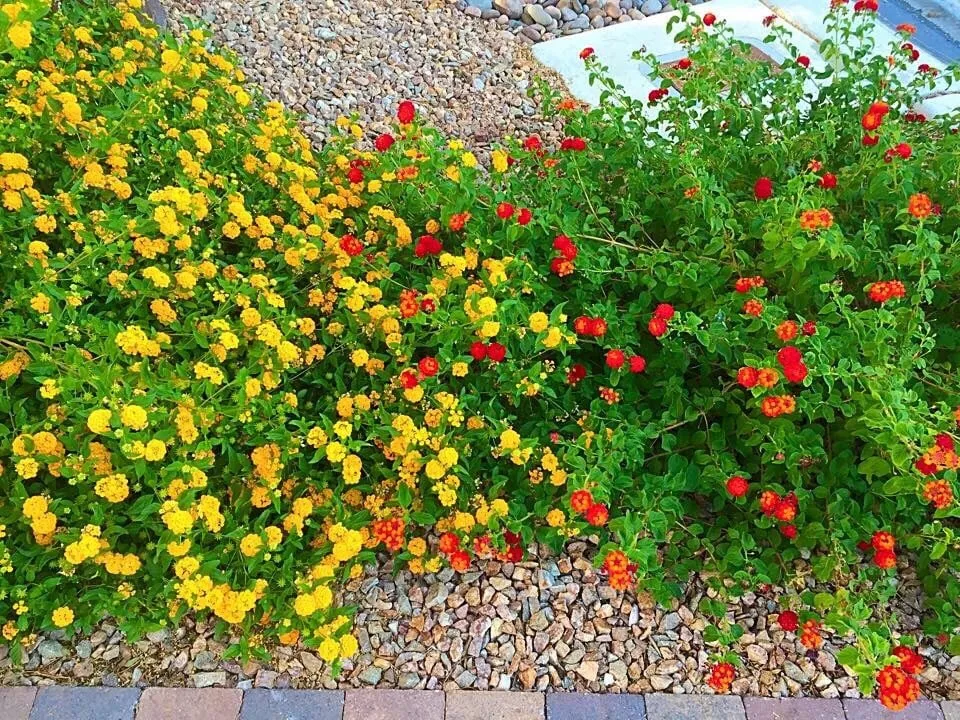 Reliable yard maintenance experts serving Henderson, NV - Newtex Landscape