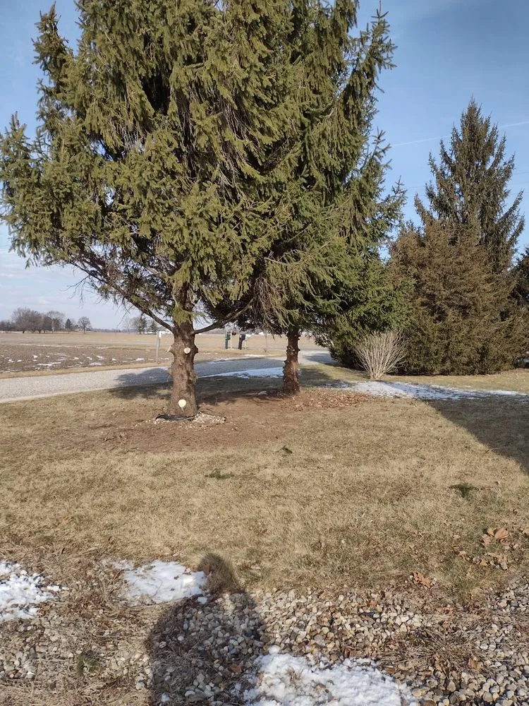 Affordable yard cleanup service in Sharpsville, IN by Newton Brother Lawn Care