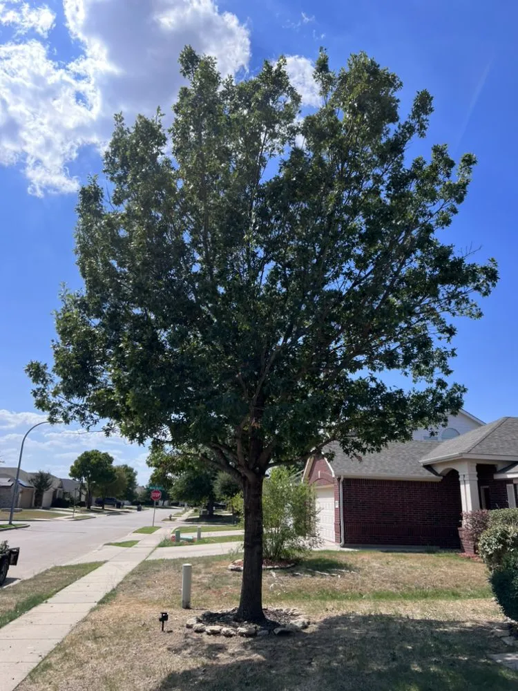 Local residential landscaping for beautiful yards across Fort Worth, TX - Newvision Landscaping