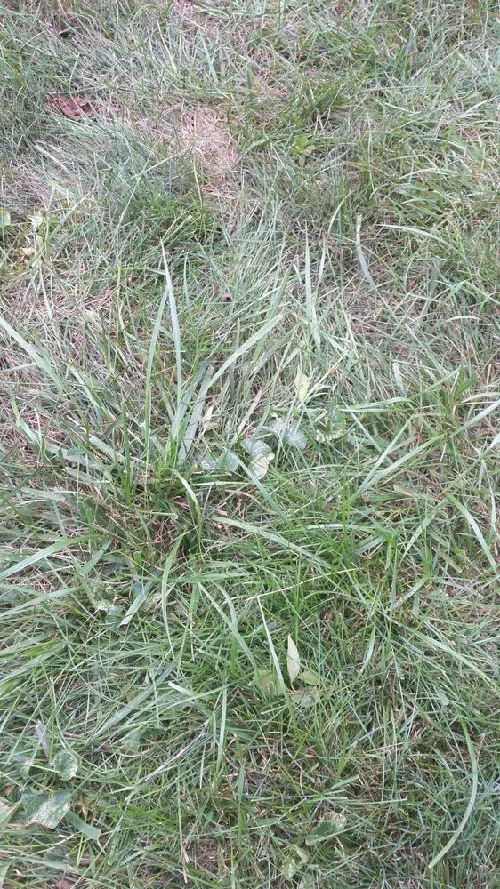 Custom lawn care service in Columbus, OH by NexGreen Lawn and Tree Care