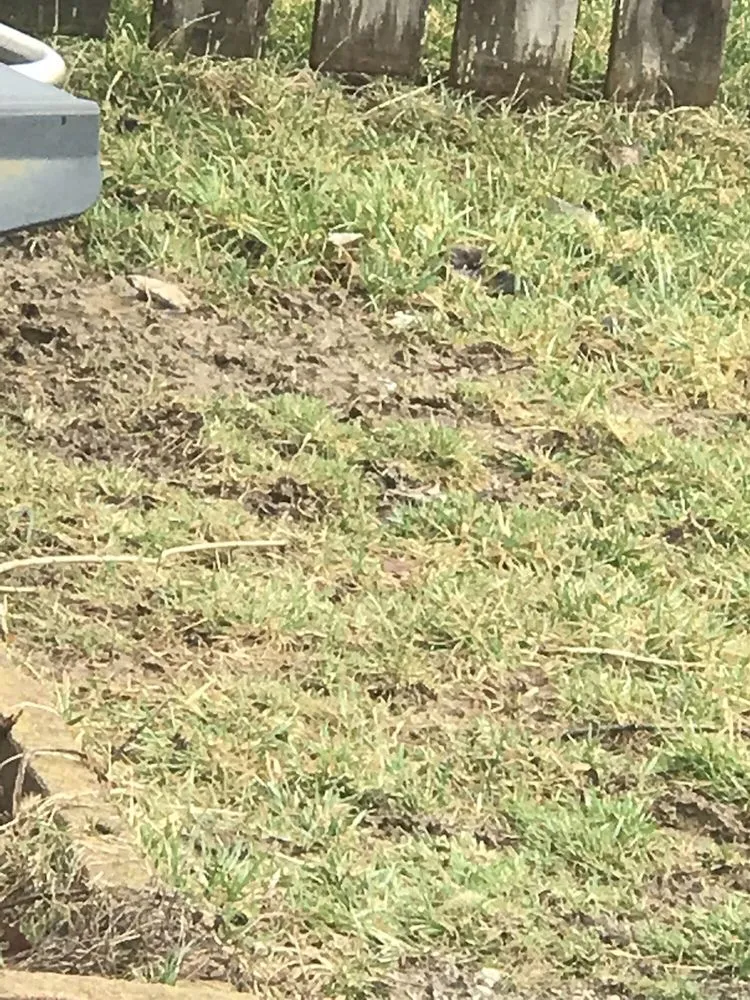 Custom yard maintenance near you across Columbus, OH - NexGreen Lawn and Tree Care