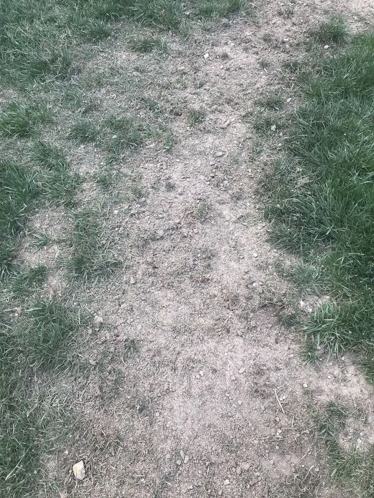 Local lawn mowing service for year-round maintenance in Columbus, OH by NexGreen Lawn and Tree Care