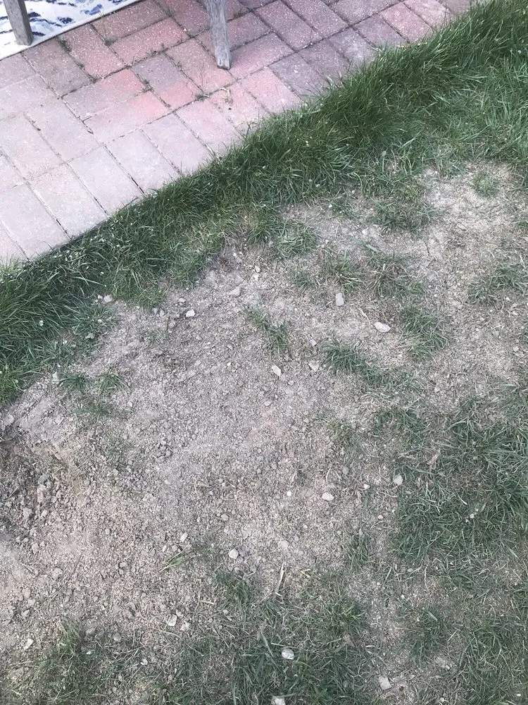 Top-rated lawn mowing service in Columbus, OH - NexGreen Lawn and Tree Care