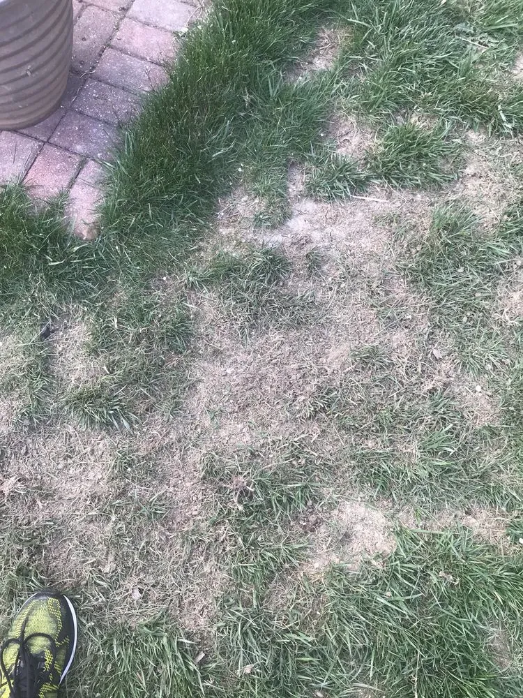 Professional yard maintenance in Columbus, OH - NexGreen Lawn and Tree Care