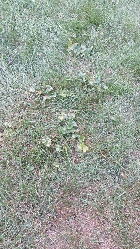 Local landscape design experts serving Columbus, OH - NexGreen Lawn and Tree Care