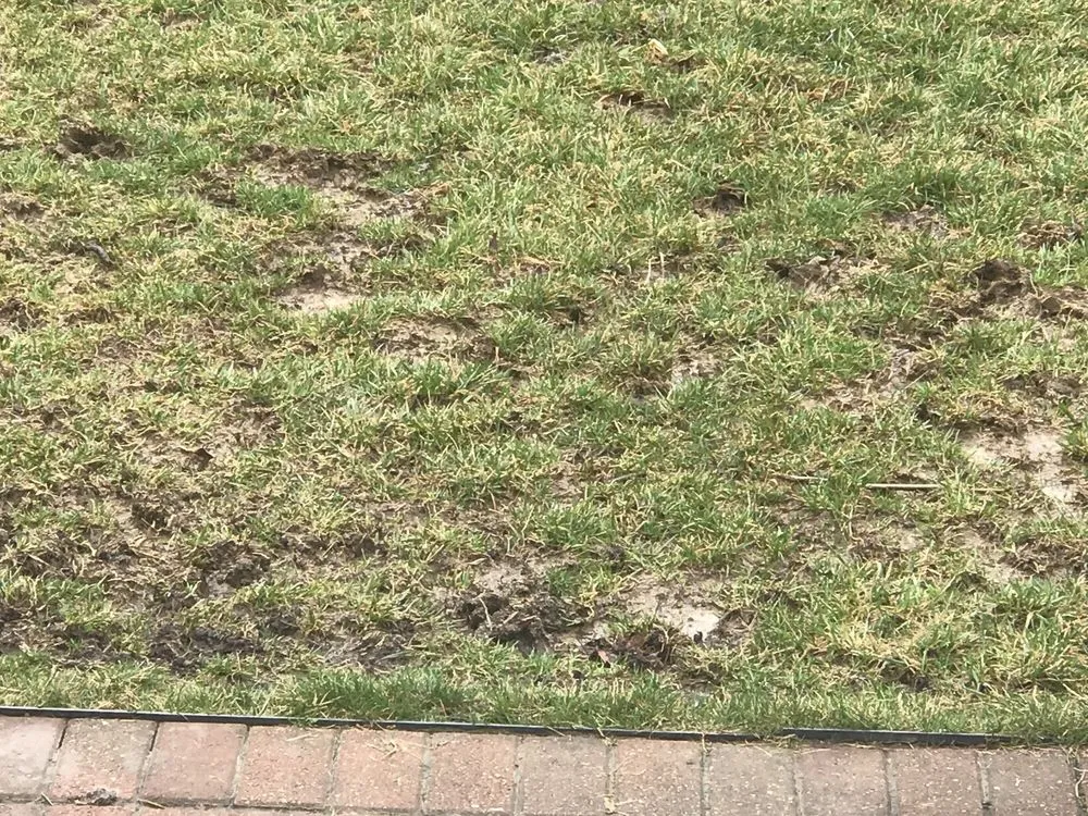 Expert landscape installation for outdoor upgrades in Columbus, OH by NexGreen Lawn and Tree Care