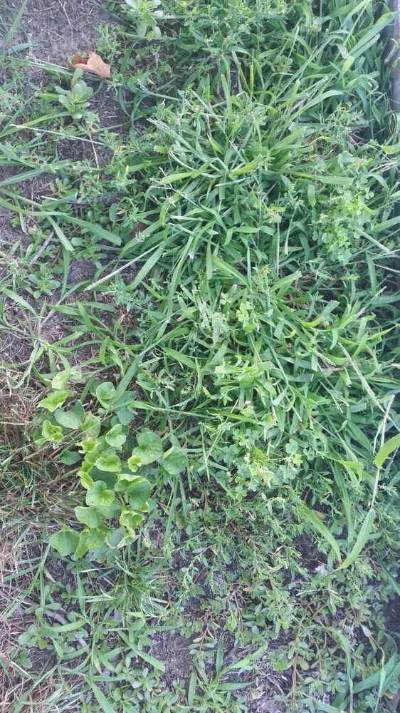 Professional lawn mowing service experts serving Columbus, OH - NexGreen Lawn and Tree Care