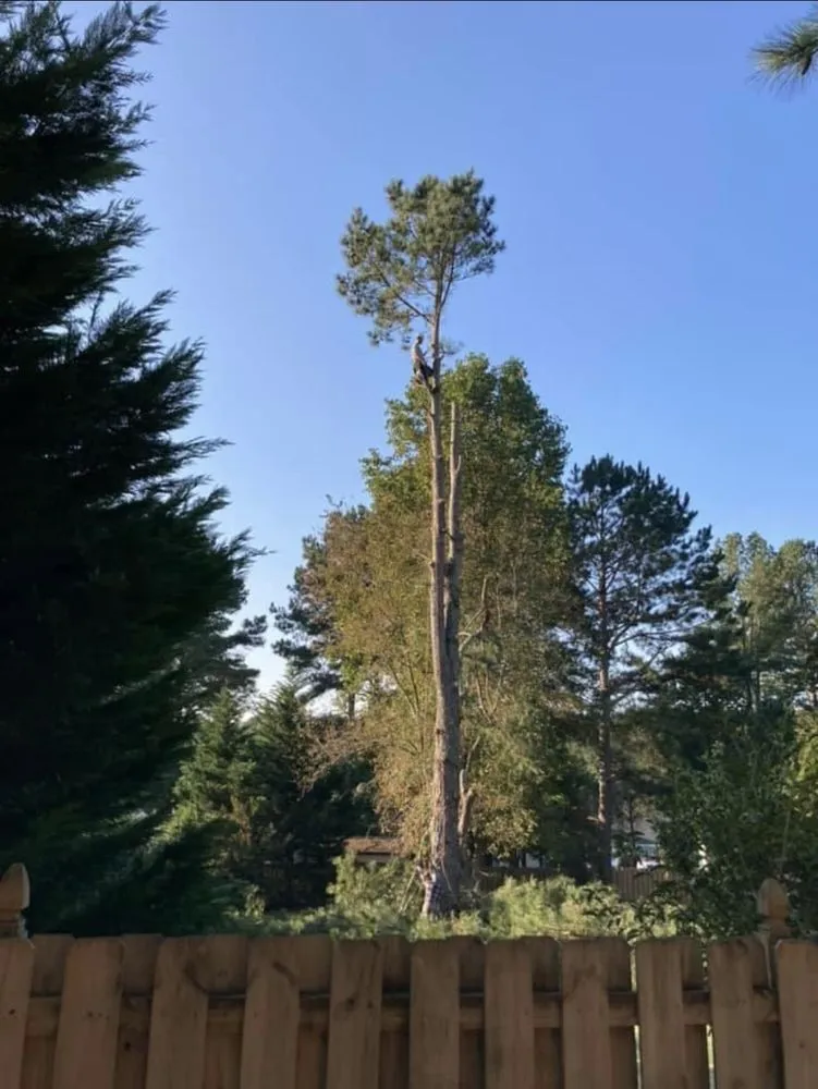 Reliable landscape installation in Greer, SC - Next Gen Land Service