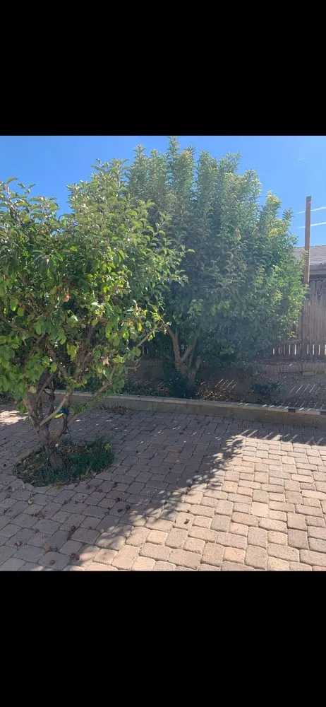 Local yard maintenance experts serving Hesperia, CA - Next Gen landcare