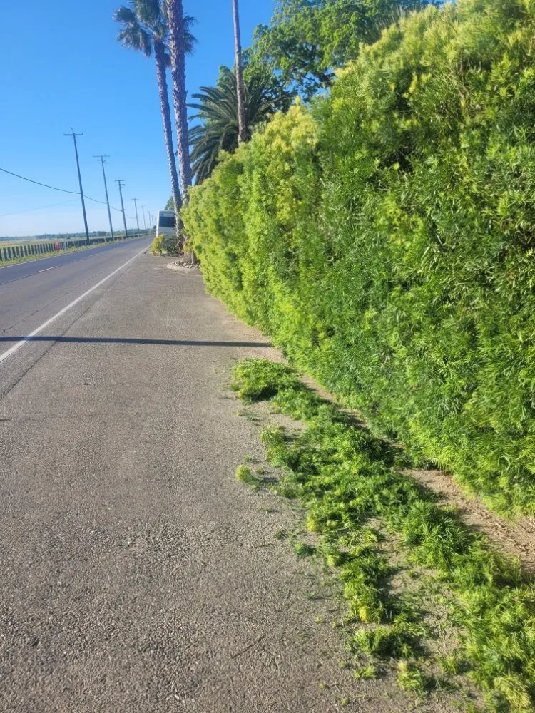 Local lawn mowing service with custom design in Sacramento, CA by Next Gen Landscape