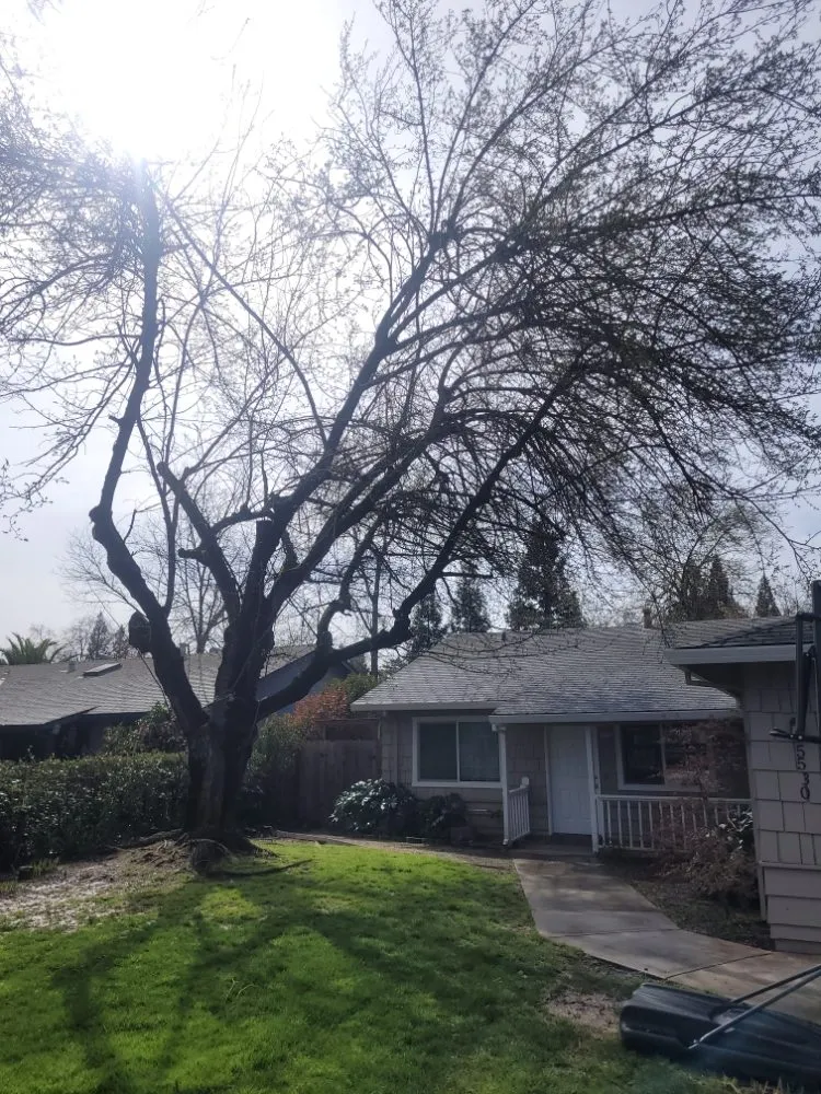 Custom landscape installation in Sacramento, CA - Next Gen Landscape