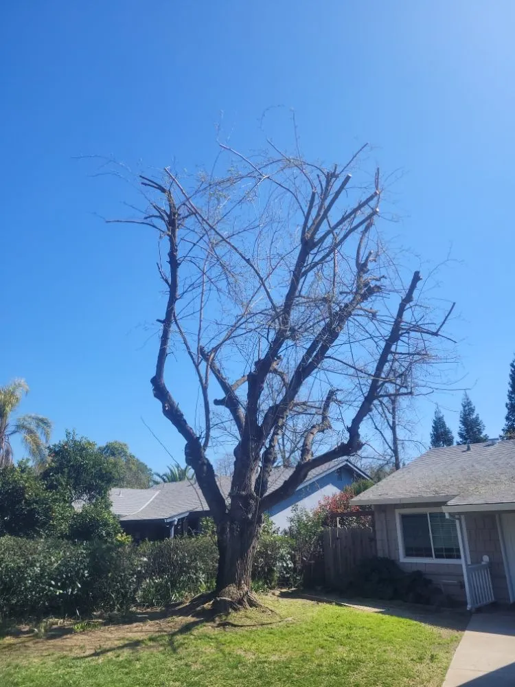 Professional lawn mowing service in Sacramento, CA - Next Gen Landscape
