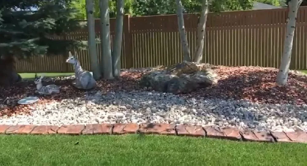 Top-rated yard cleanup service experts serving Butte, MT - Next Generation Services