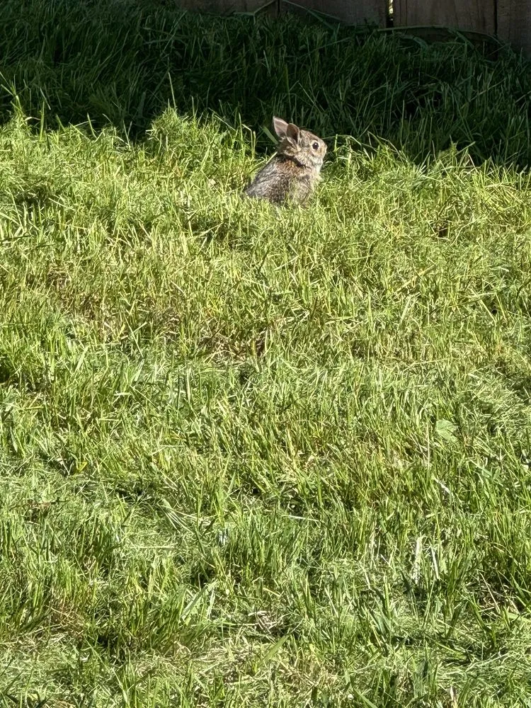 Expert lawn care service in Junction City, KS by Next Level Handyman and Lawn Service