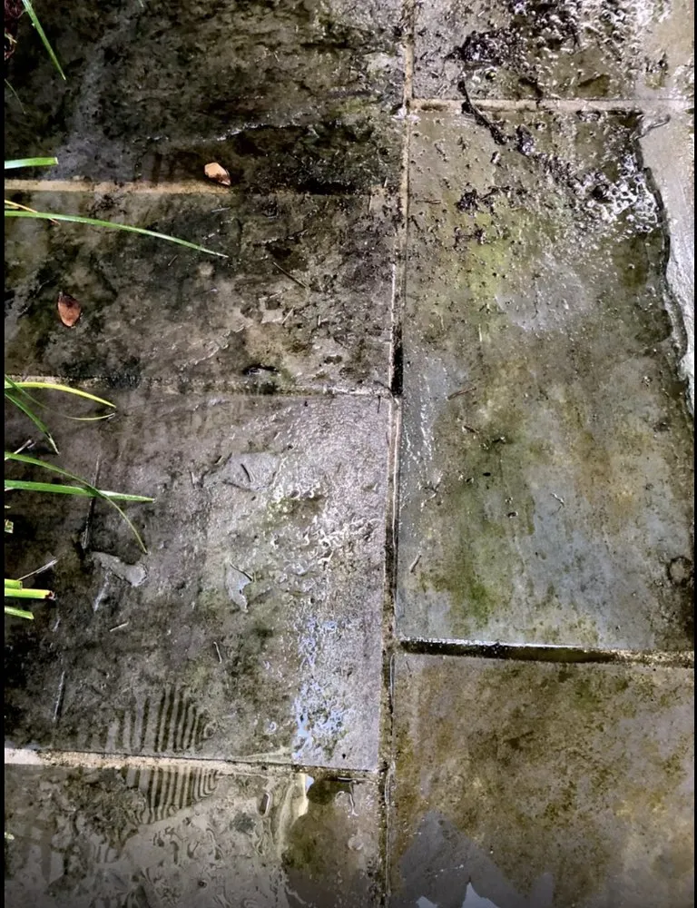 Local residential landscaping with custom design in New Orleans, LA by Next Level Horticulture Service