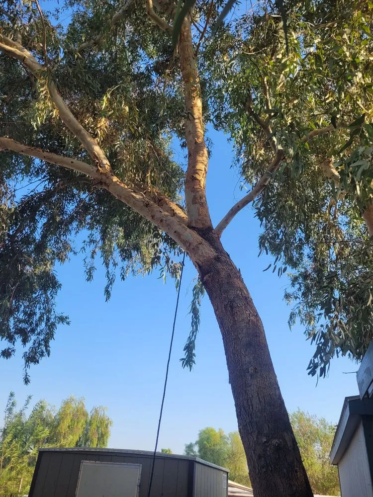 Affordable landscaping services in Yuma, AZ - Next Level Landscape & Tree Care