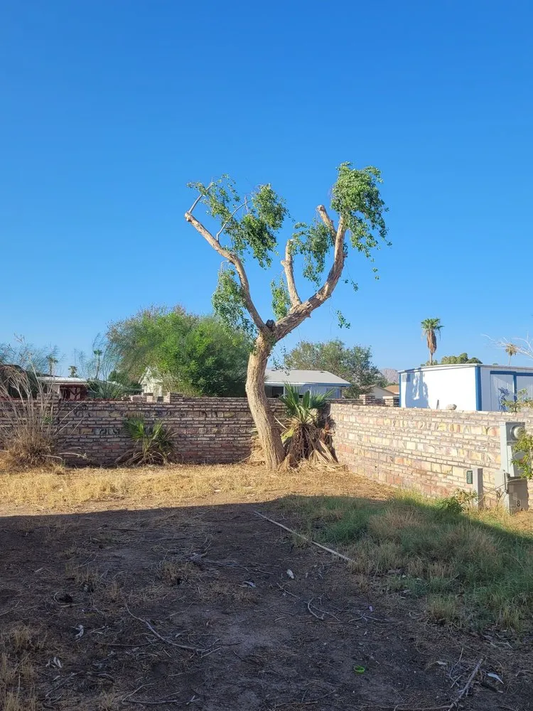 Top-rated yard maintenance for outdoor upgrades across Yuma, AZ - Next Level Landscape & Tree Care