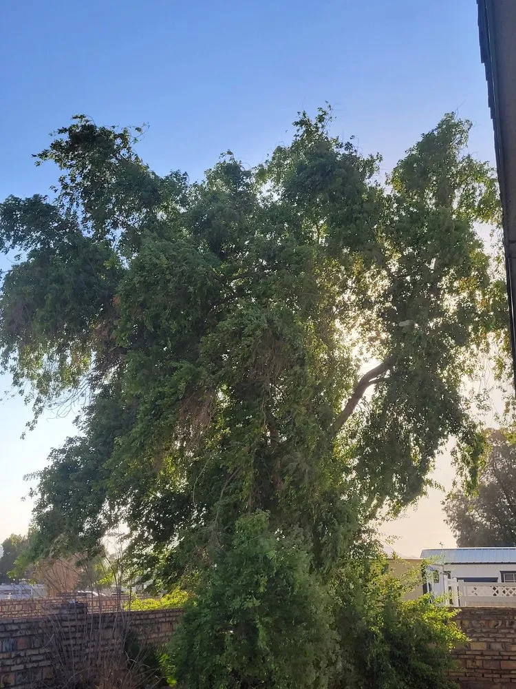 Custom lawn care service in Yuma, AZ - Next Level Landscape & Tree Care