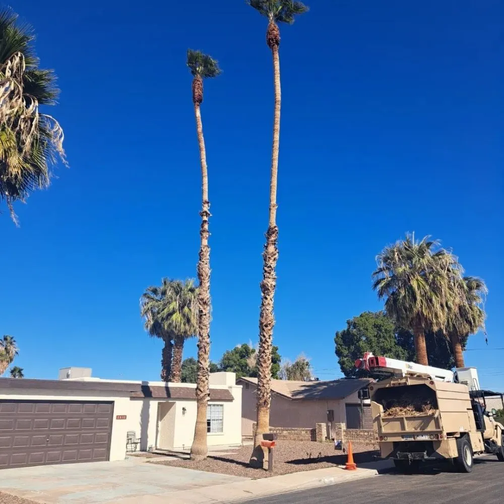 Reliable landscape design in Yuma, AZ - Next Level Landscape & Tree Care