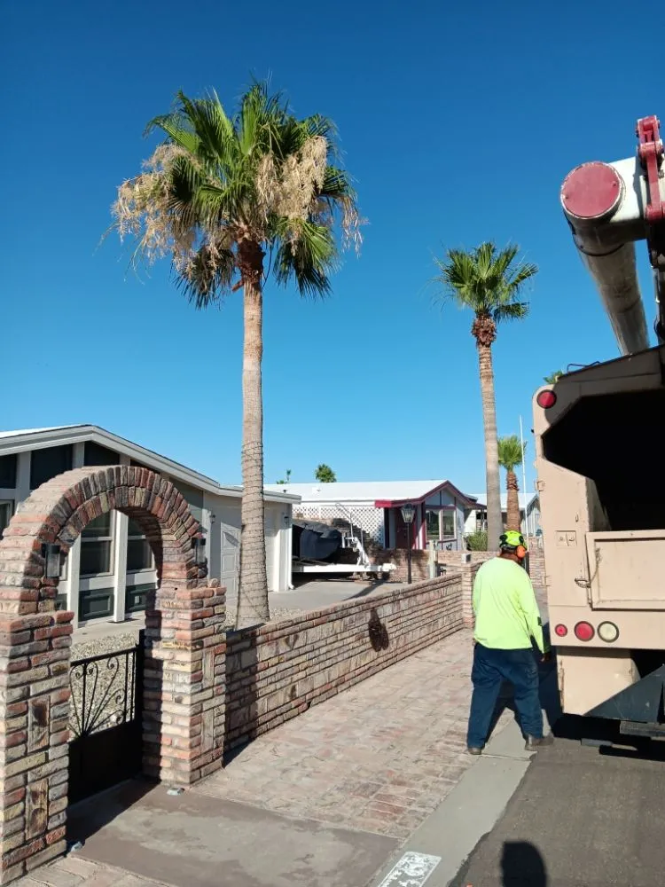 Professional yard cleanup service in Yuma, AZ - Next Level Landscape & Tree Care