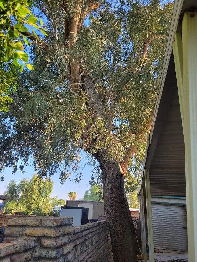 Local landscape design in Yuma, AZ by Next Level Landscape & Tree Care