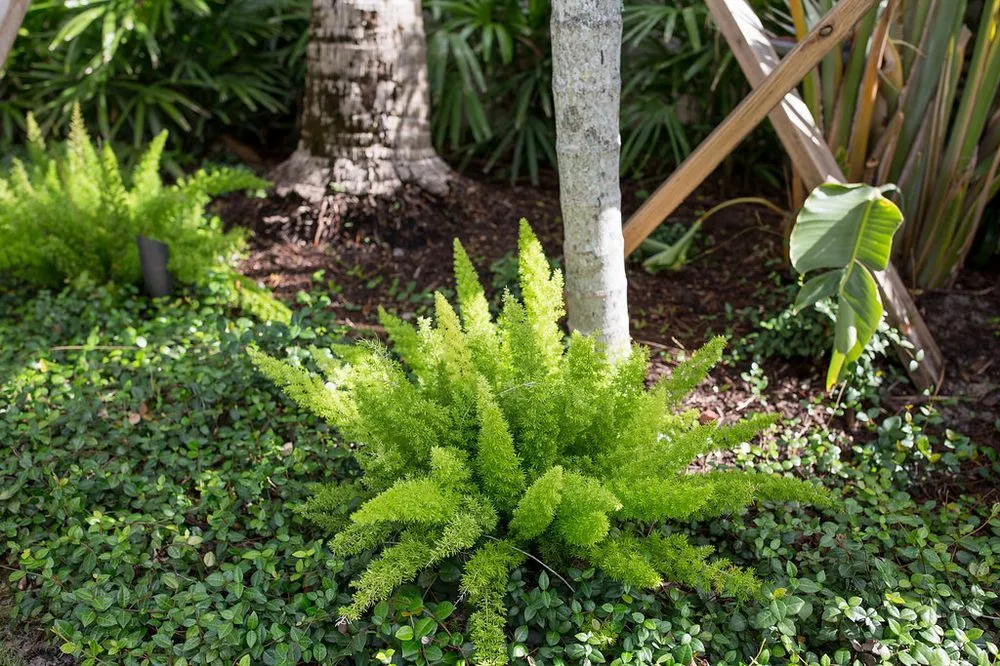 Professional landscaping services experts serving Lake Worth, FL - Next Level Landscaping and Maintenance