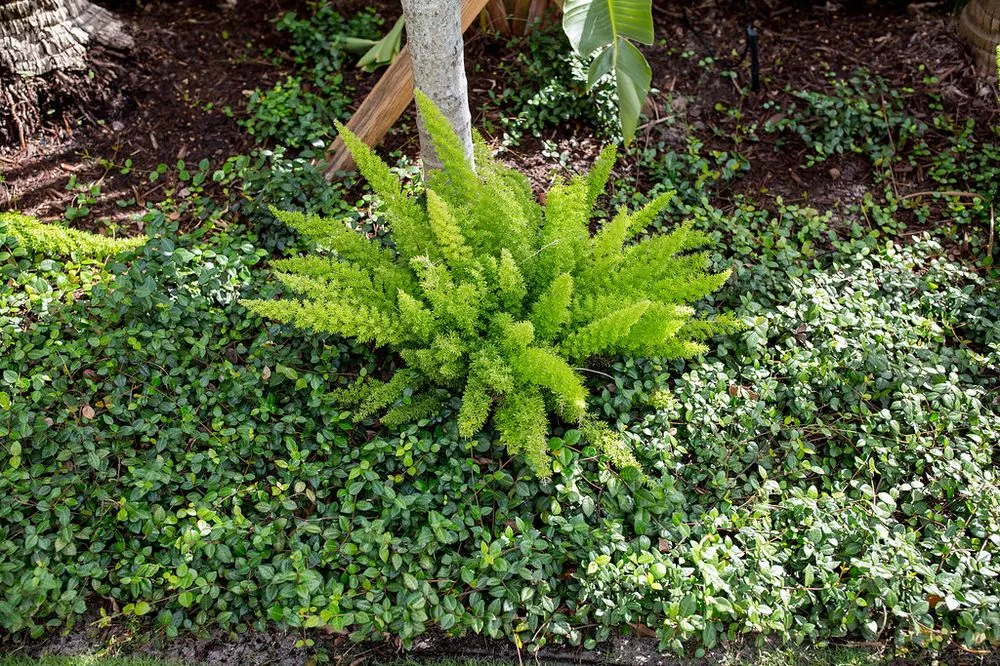 Local residential landscaping experts serving Lake Worth, FL - Next Level Landscaping and Maintenance